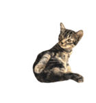 ルイ(文字なし)（個別スタンプ：6）