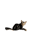 ルイ(文字なし)（個別スタンプ：11）