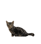 ルイ(文字なし)（個別スタンプ：15）