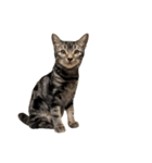 ルイ(文字なし)（個別スタンプ：20）
