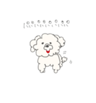 白のトイプードルモモ（個別スタンプ：1）