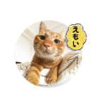 なつめ The orange tabby 3（個別スタンプ：1）