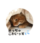なつめ The orange tabby 3（個別スタンプ：2）