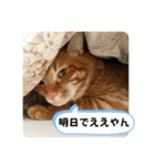 なつめ The orange tabby 3（個別スタンプ：3）