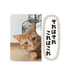 なつめ The orange tabby 3（個別スタンプ：4）