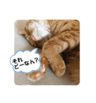 なつめ The orange tabby 3（個別スタンプ：5）