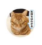 なつめ The orange tabby 3（個別スタンプ：6）