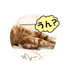 なつめ The orange tabby 3（個別スタンプ：8）