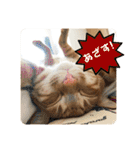 なつめ The orange tabby 3（個別スタンプ：9）