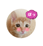 なつめ The orange tabby 3（個別スタンプ：10）