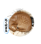 なつめ The orange tabby 3（個別スタンプ：12）