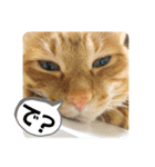 なつめ The orange tabby 3（個別スタンプ：13）