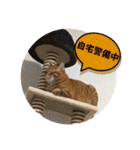 なつめ The orange tabby 3（個別スタンプ：14）