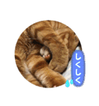 なつめ The orange tabby 3（個別スタンプ：16）