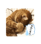 なつめ The orange tabby 3（個別スタンプ：17）