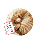 なつめ The orange tabby 3（個別スタンプ：18）