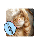 なつめ The orange tabby 3（個別スタンプ：19）