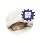 なつめ The orange tabby 3（個別スタンプ：21）