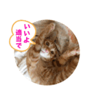 なつめ The orange tabby 3（個別スタンプ：23）