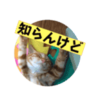 なつめ The orange tabby 3（個別スタンプ：24）
