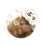 なつめ The orange tabby 3（個別スタンプ：25）