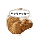 なつめ The orange tabby 3（個別スタンプ：26）