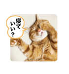 なつめ The orange tabby 3（個別スタンプ：28）