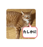 なつめ The orange tabby 3（個別スタンプ：29）