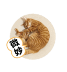 なつめ The orange tabby 3（個別スタンプ：30）