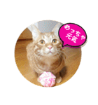 なつめ The orange tabby 3（個別スタンプ：32）