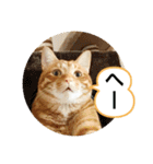 なつめ The orange tabby 3（個別スタンプ：33）