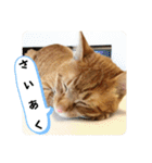 なつめ The orange tabby 3（個別スタンプ：34）