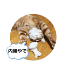 なつめ The orange tabby 3（個別スタンプ：35）