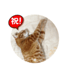 なつめ The orange tabby 3（個別スタンプ：36）