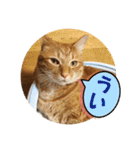 なつめ The orange tabby 3（個別スタンプ：38）
