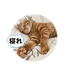 なつめ The orange tabby 3（個別スタンプ：39）