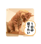 なつめ The orange tabby 3（個別スタンプ：40）