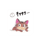 アビシニアンのcocoaちゃんver2.0（個別スタンプ：23）