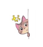 アビシニアンのcocoaちゃんver2.0（個別スタンプ：25）