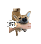 柴犬つくねのきもち（個別スタンプ：3）