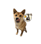 柴犬つくねのきもち（個別スタンプ：5）