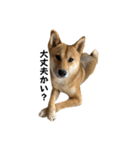 柴犬つくねのきもち（個別スタンプ：6）