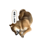 柴犬つくねのきもち（個別スタンプ：7）