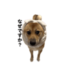 柴犬つくねのきもち（個別スタンプ：8）