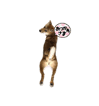 柴犬つくねのきもち（個別スタンプ：9）