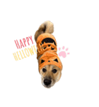 柴犬つくねのきもち（個別スタンプ：11）