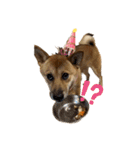 柴犬つくねのきもち（個別スタンプ：12）