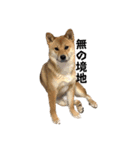 柴犬つくねのきもち（個別スタンプ：13）