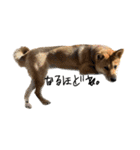 柴犬つくねのきもち（個別スタンプ：16）