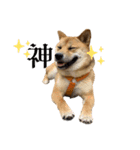 柴犬つくねのきもち（個別スタンプ：17）